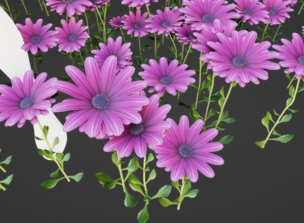 Purple Daisy Pbr