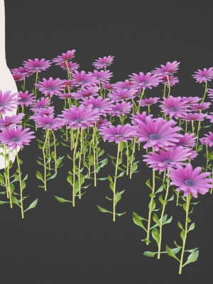 purple-daisy-pbr-3d-model-cf15e490c9