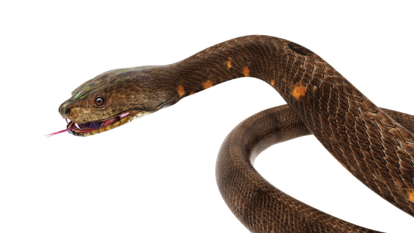python snake dark brown