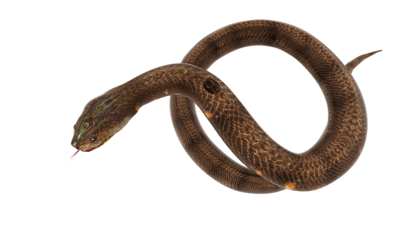python snake dark brown