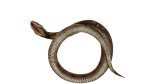 python snake dark brown
