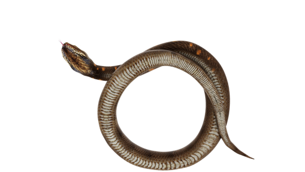 python snake dark brown