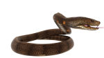 python snake dark brown