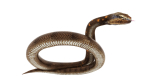 python snake dark brown