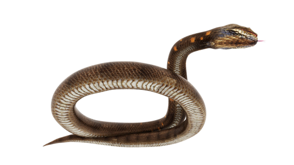 python snake dark brown