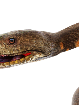 python snake dark brown