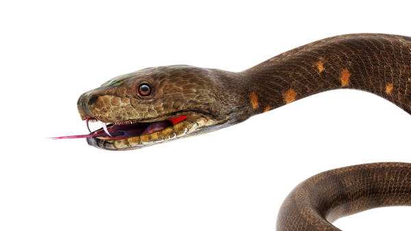 python snake dark brown