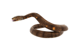 python snake dark brown