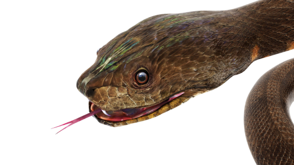 python snake dark brown