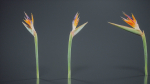 Queen Bird Of Paradise Mzimvubu Craneflower Strelitzia Reginae