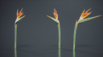 Queen Bird Of Paradise Mzimvubu Craneflower Strelitzia Reginae