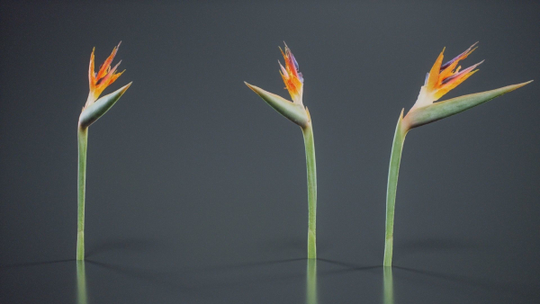 Queen Bird Of Paradise Mzimvubu Craneflower Strelitzia Reginae