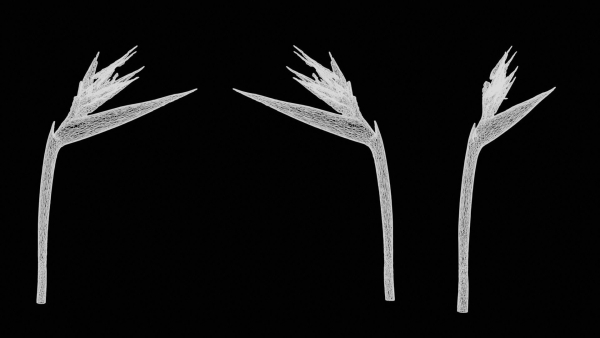 Queen Bird Of Paradise Mzimvubu Craneflower Strelitzia Reginae