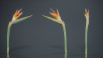 Queen Bird Of Paradise Mzimvubu Craneflower Strelitzia Reginae
