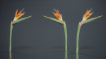 Queen Bird Of Paradise Mzimvubu Craneflower Strelitzia Reginae
