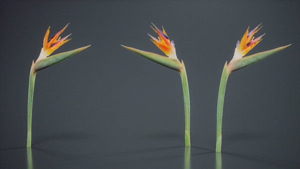 Queen Bird Of Paradise Mzimvubu Craneflower Strelitzia Reginae