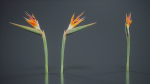 Queen Bird Of Paradise Mzimvubu Craneflower Strelitzia Reginae