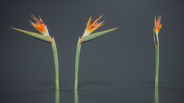 Queen Bird Of Paradise Mzimvubu Craneflower Strelitzia Reginae