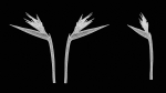 Queen Bird Of Paradise Mzimvubu Craneflower Strelitzia Reginae