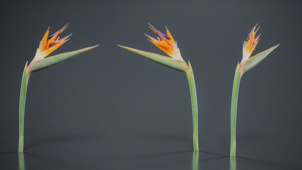 Queen Bird Of Paradise Mzimvubu Craneflower Strelitzia Reginae