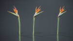 Queen Bird Of Paradise Mzimvubu Craneflower Strelitzia Reginae