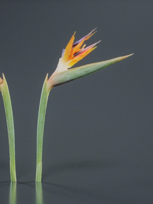 Queen Bird Of Paradise Mzimvubu Craneflower Strelitzia Reginae