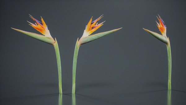 Queen Bird Of Paradise Mzimvubu Craneflower Strelitzia Reginae