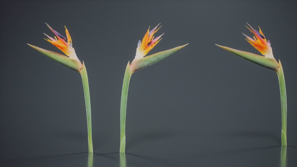 Queen Bird Of Paradise Mzimvubu Craneflower Strelitzia Reginae