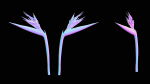 Queen Bird Of Paradise Mzimvubu Craneflower Strelitzia Reginae