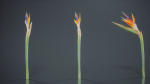 Queen Bird Of Paradise Mzimvubu Craneflower Strelitzia Reginae