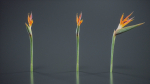 Queen Bird Of Paradise Mzimvubu Craneflower Strelitzia Reginae