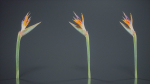 Queen Bird Of Paradise Mzimvubu Craneflower Strelitzia Reginae
