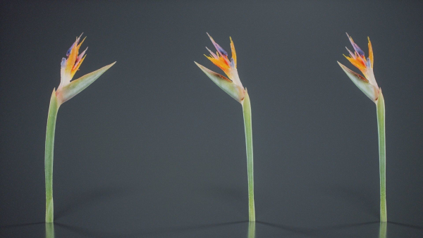 Queen Bird Of Paradise Mzimvubu Craneflower Strelitzia Reginae