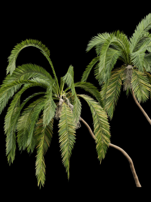 queen-palm-4-trees-syagrus-romanzoffiana-3d-model-max-obj-fbx-mat