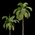 Queen Palm 4 Trees Syagrus Romanzoffiana