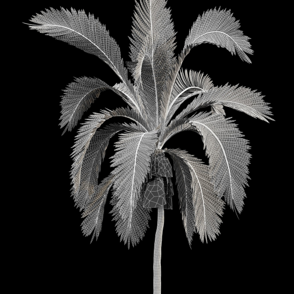 Queen Palm 4 Trees Syagrus Romanzoffiana