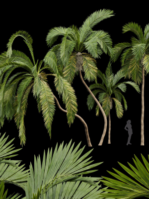 Queen Palm 4 Trees Syagrus Romanzoffiana