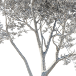 Quercus Agrifolia coast Live Oak 04