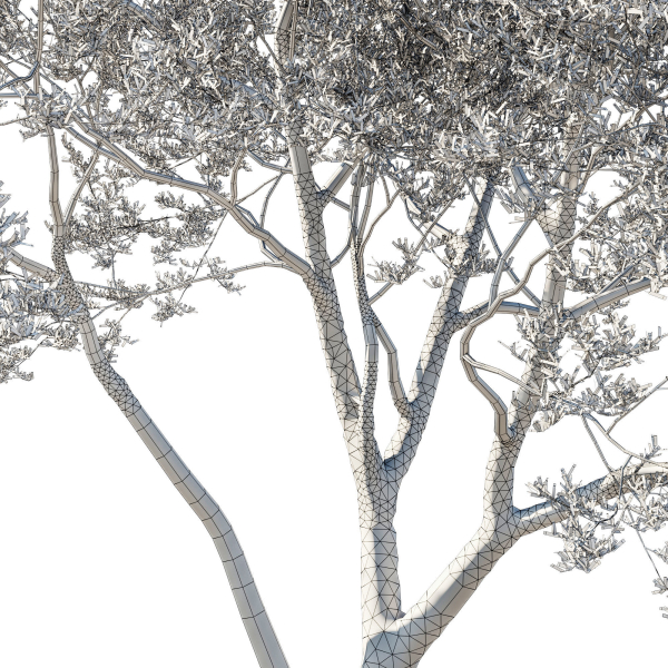 Quercus Agrifolia coast Live Oak 04