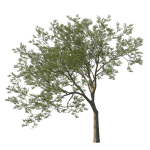 Quercus Agrifolia coast Live Oak 04