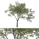 Quercus Agrifolia coast Live Oak 04