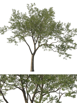 Quercus Agrifolia coast Live Oak 04