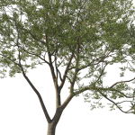 Quercus Agrifolia coast Live Oak 04
