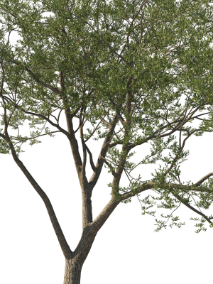 quercus-agrifolia-coast-live-oak-04-3d-model-41abd6f3b3