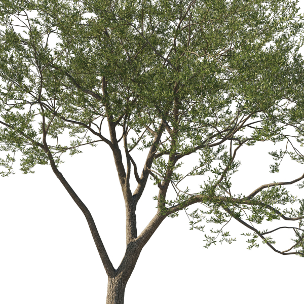 Quercus Agrifolia coast Live Oak 04