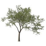Quercus Agrifolia coast Live Oak 04
