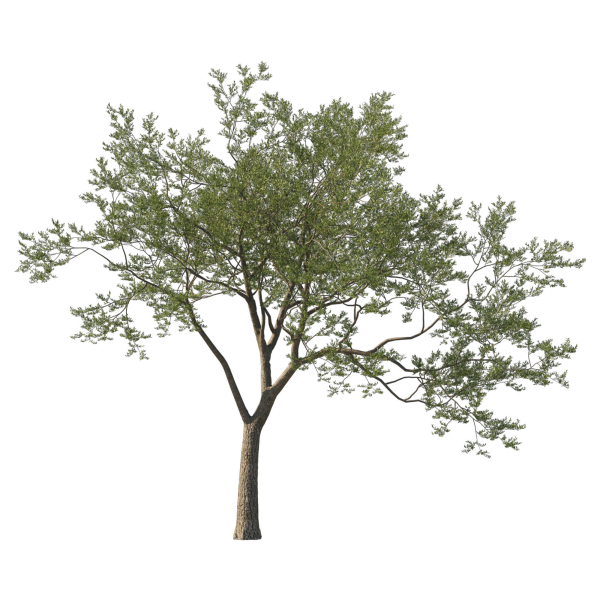 Quercus Agrifolia coast Live Oak 04