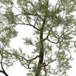 Quercus Agrifolia coast Live Oak 05