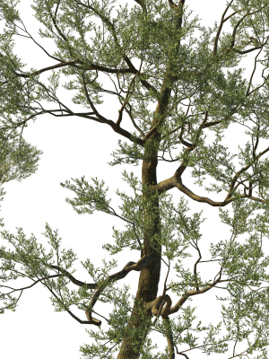 quercus-agrifolia-coast-live-oak-05-3d-model-270212fb72