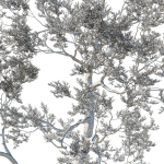 Quercus Agrifolia coast Live Oak 05